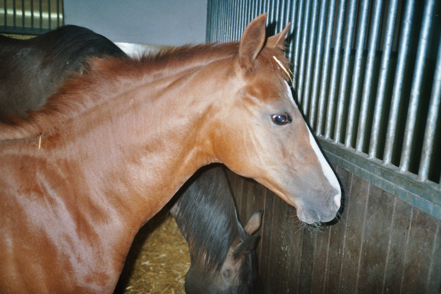 imm021.jpg