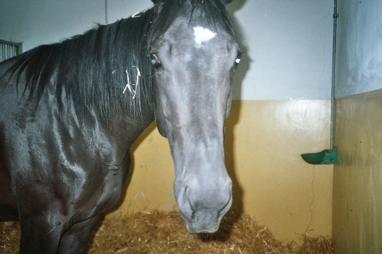 imm019.jpg